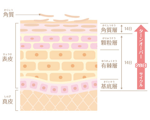 28日周期の肌のターンオーバーの説明画像