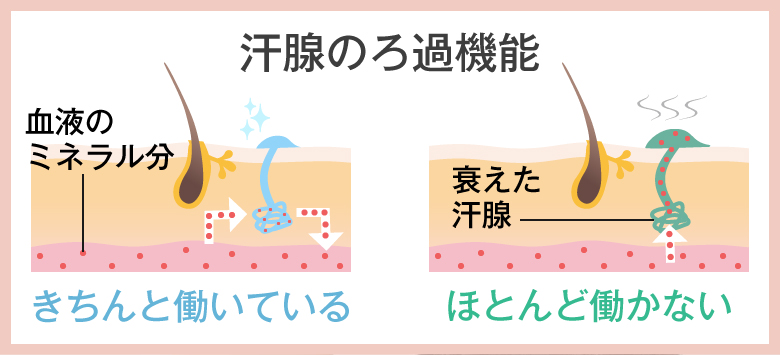 汗腺のろ過機能が衰えている