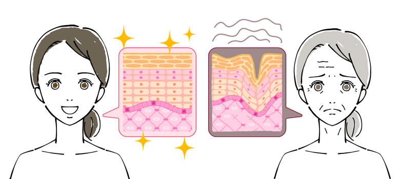 歳を取るとハリがなくなる