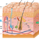 難波 医療脱毛 仕組み