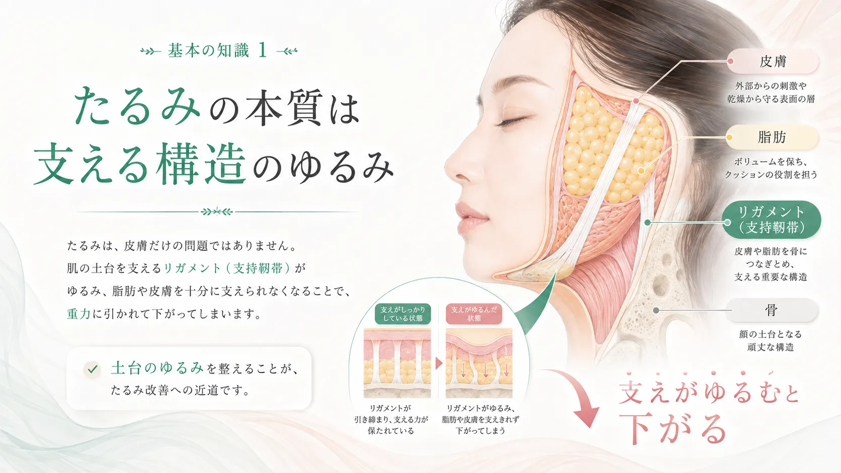 福岡天神 たるみ治療 リガメント 仕組み